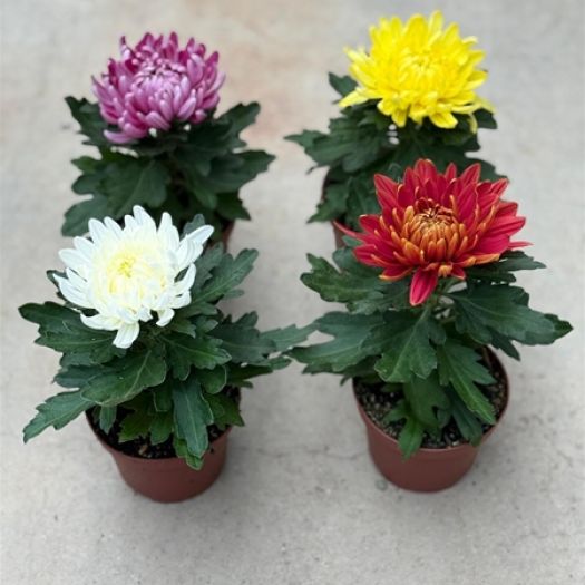 Chrysanthemen 1er "Cosmo" T9