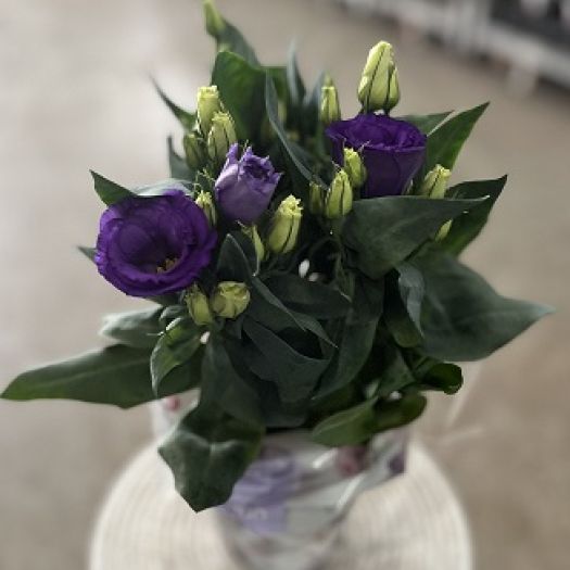 Eustoma (Japanrose)