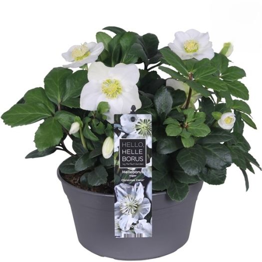 Helleborus (Christrose) Christmas Carol Schale S19