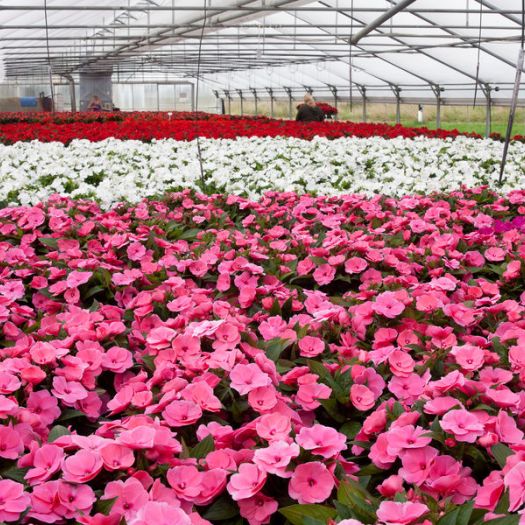 Impatiens `Neu Guinea`