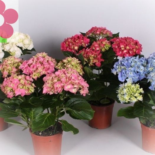 Hydrangea (Hortensie) 4-6 Dolden