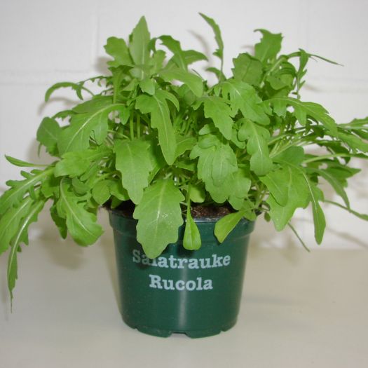 Ruccola Bio DE-ÖKO-006 T12