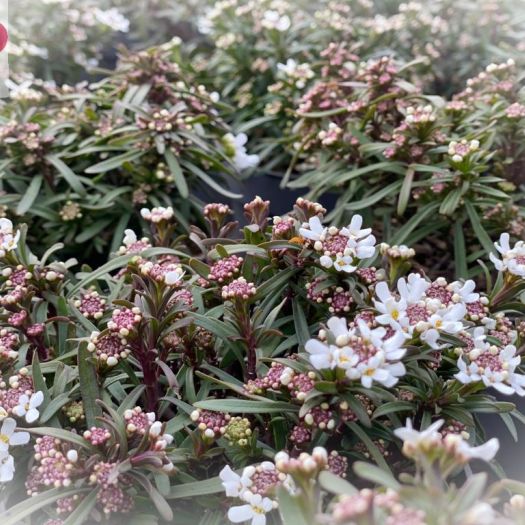 Iberis (Schleifenblume) T12