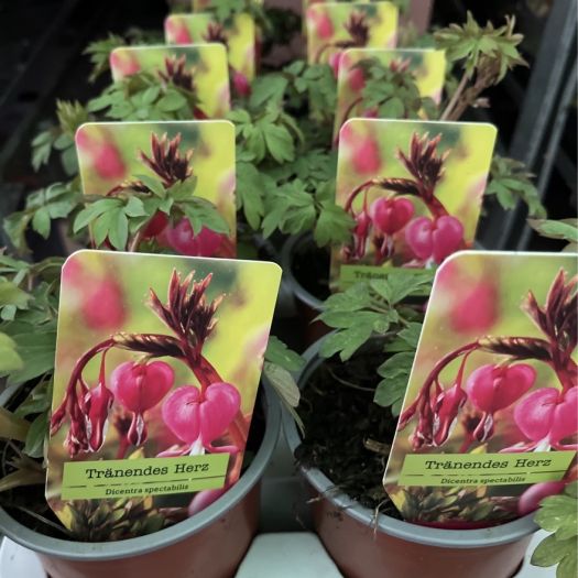 Dicentra (Tränendes Herz) T13
