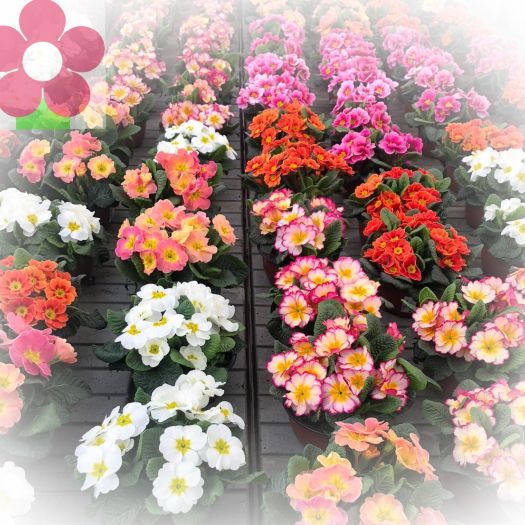 Primula acaulis Schale