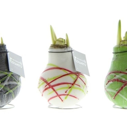 Amaryllis `Wax-Art Picasso`