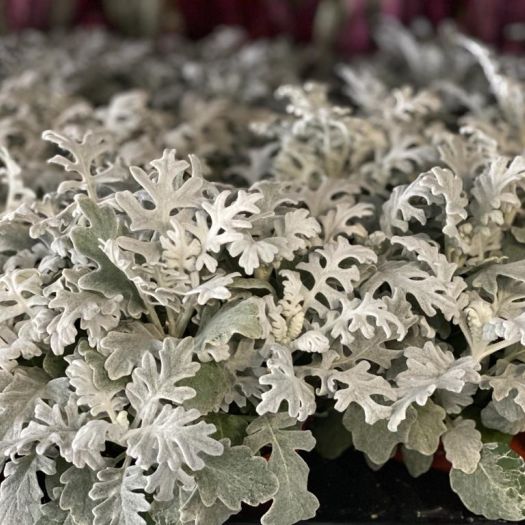Cineraria maritima (Silberblatt) `Extra` T13