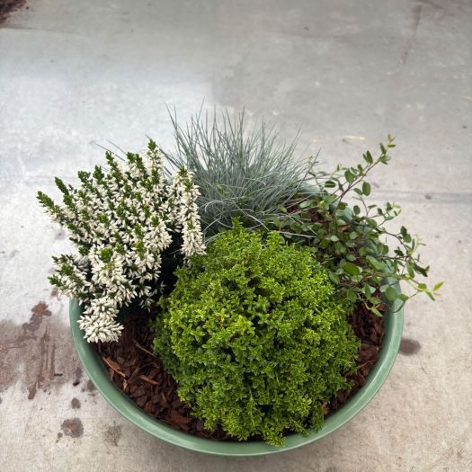 Herbstschale Zink (4 Pflanzen) 23 cm