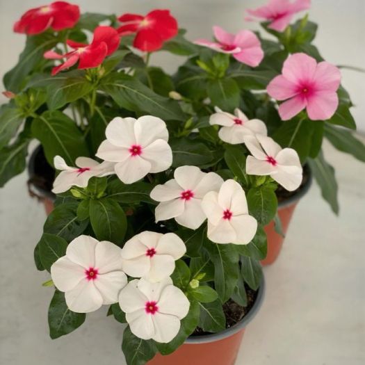 Catharanthus roseus (Vinca) T12