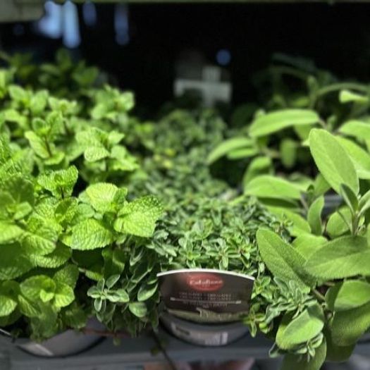 Italienische Kräuter Mix I T14