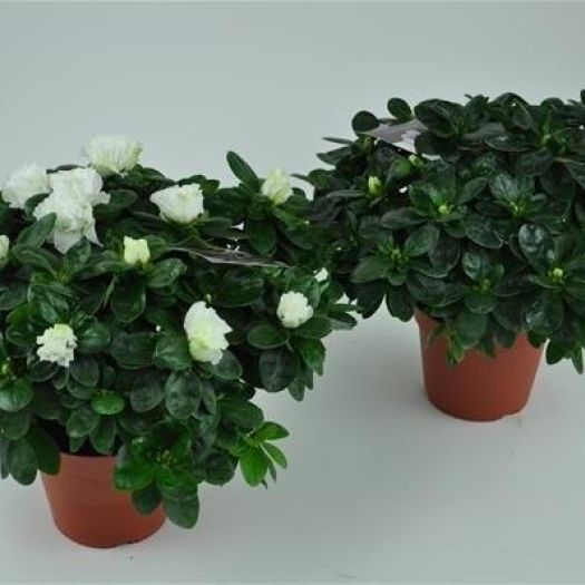 Azaleen ø 30-35 cm in Farben