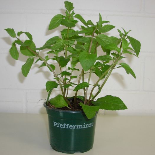 Pfefferminze Bio DE-ÖKO-006 T12