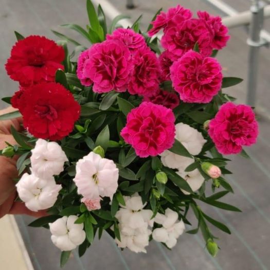 Dianthus caryoph. `Trio` 3-farbig T13