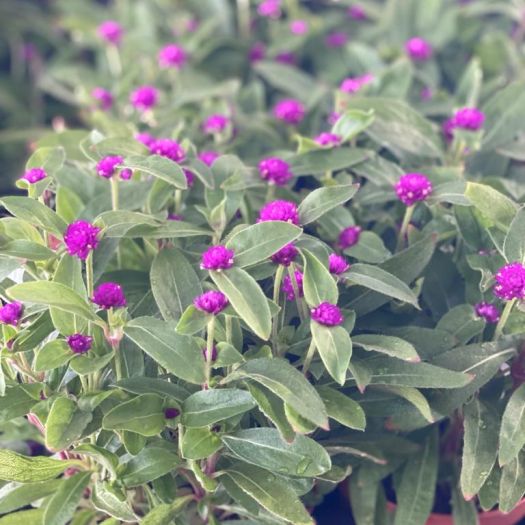 Gomphrena (Kugelamaranth) T12