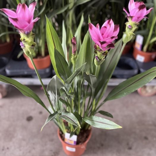 Curcuma Safranwurz `Siam Splash`