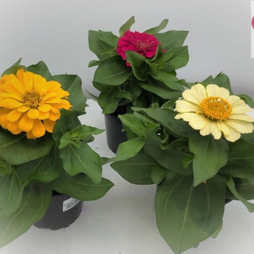 Zinnia elegans `Prinzess` T12