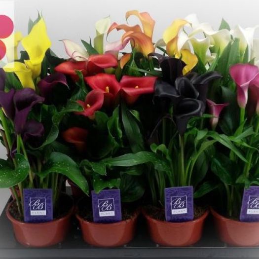 Calla (Zimmercalla) Mix