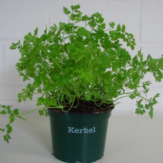 Kerbel Bio DE-&Ouml;KO-006 T12