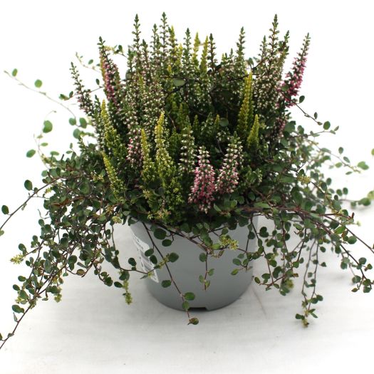 Herbst-Romance (Calluna-Mühlenbeckia) T12