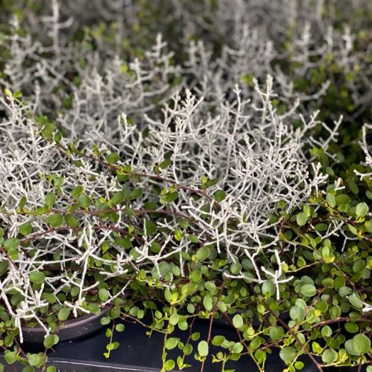 MueCa (Muehlenbeckia/Calocephalus) T12