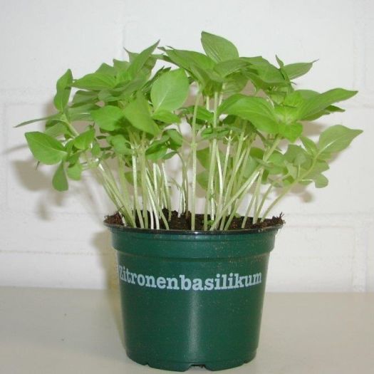 Zitronenbasilikum Bio DE-ÖKO-006 T12