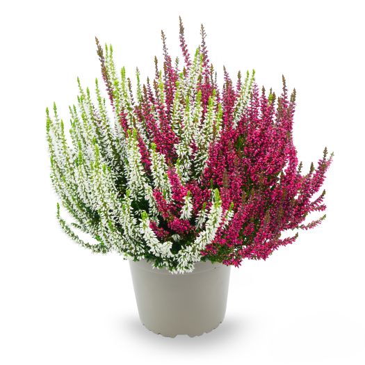 Calluna `Twin Girls` ® rot/weiß T13