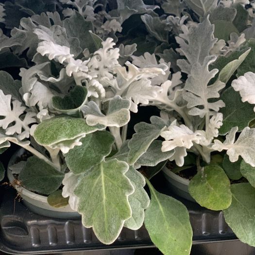 Cineraria maritima (Silberblatt) Midi T9