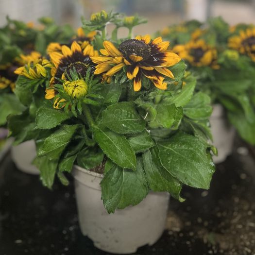 Rudbeckia `Summerina` Solitär T19