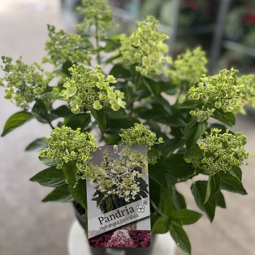 Hydrangea paniculata (Rispenhortensie) T24