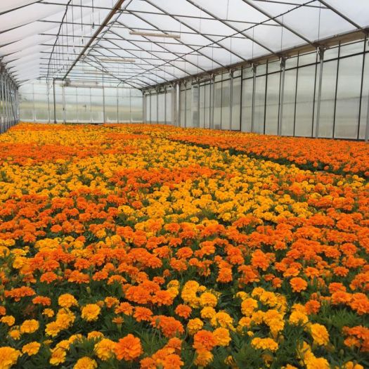 Tagetes 3-er Tuff