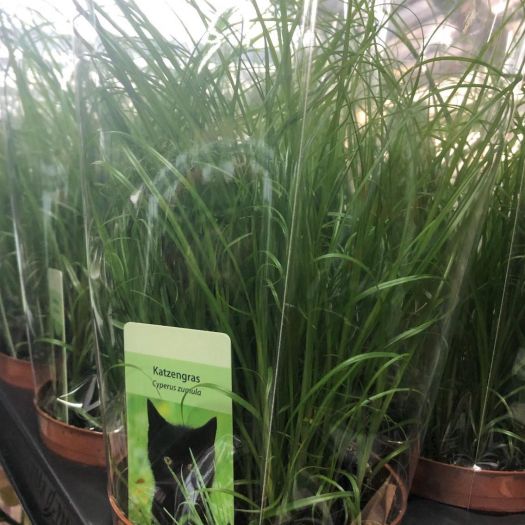 Cyperus zumula (Katzengras) T11