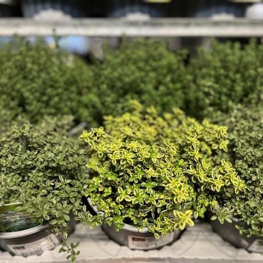 Italienische Kr&auml;uter Mix II T14