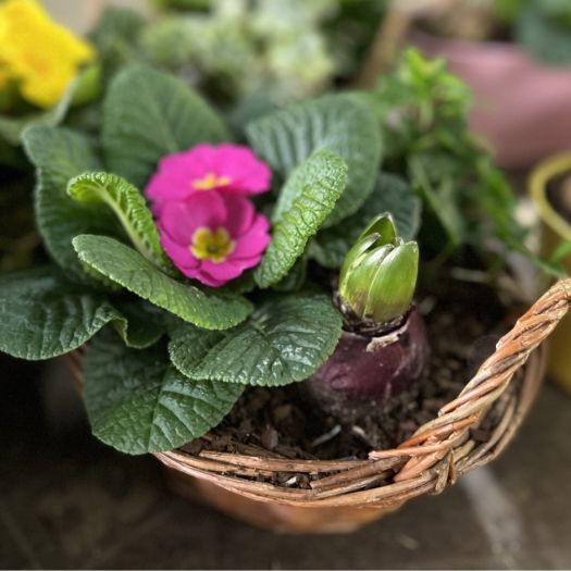 Frühlingskorb Weide (3 Pflanzen) T19