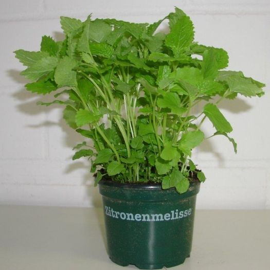 Zitronenmelisse Bio DE-&Ouml;KO-006 T12