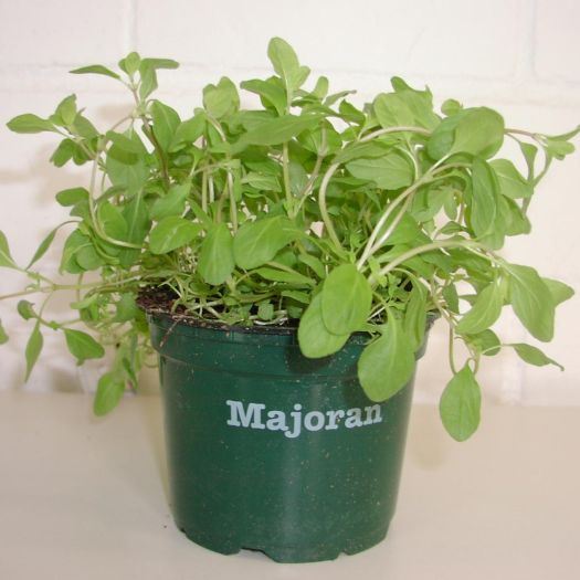 Majoran Bio DE-ÖKO-006 T12