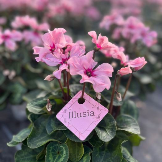 Cyclamen `Illusia` T11