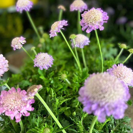 Scabiosa col. (Grindkraut) T13