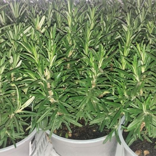 Rosmarin officinalis T14