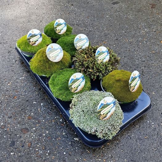 Mossy (Ziermoos) Mix T13