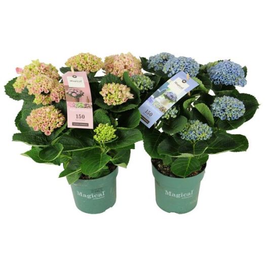 Hydrangea 5-6 Dolden `Magical Revolution` T14