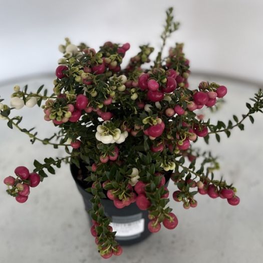 Pernettya mucranata `Twin` 2-farbig T11