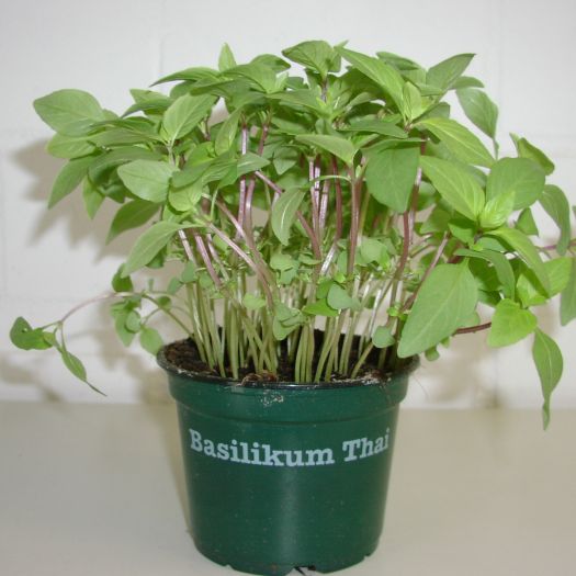 Basilikum Thai Bio DE-ÖKO-006 T12