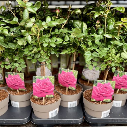 Rosen Hybriden Stamm T15