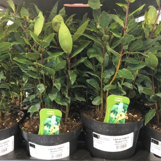 Gewürzlorbeer Busch 45/50 T14