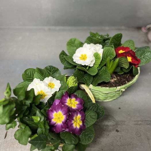 Frühlingskorb rund+bunt (3-4 Pflanzen)