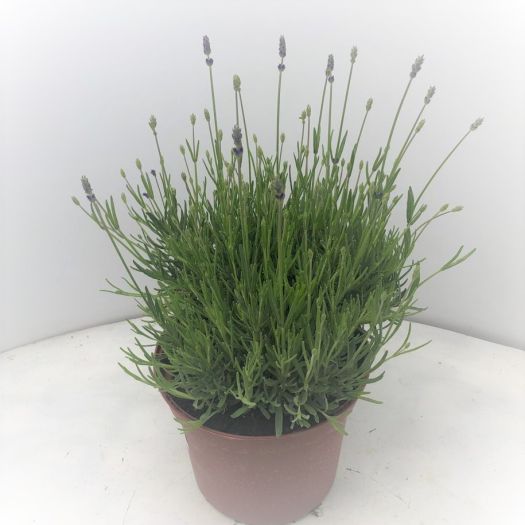 Lavendel angustifolia winterhart Solitär T19