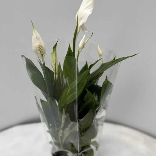 Spathiphyllum `Strau&szlig;` (Wei&szlig;es Einblatt) T13