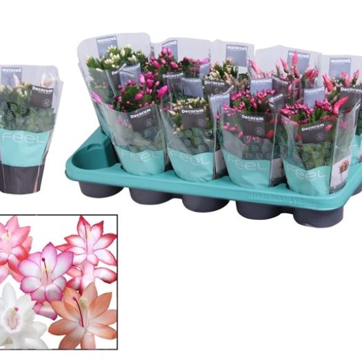 Schlumbergera (Weihnachtskaktus) Mix T11