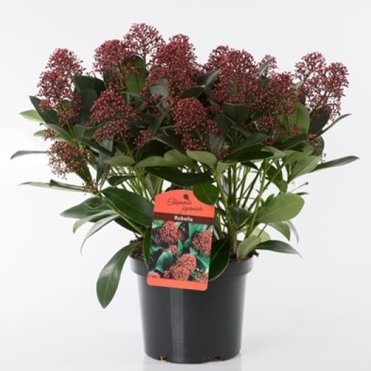 Skimmia jap. 20+ Dolden T17