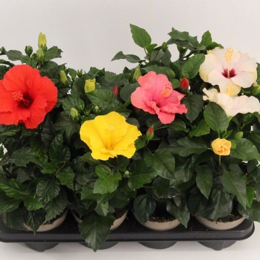 Hibiscus (Roseneibisch)